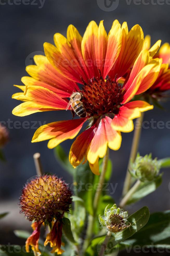 gazanie rosse e gialle che fioriscono in un giardino all'inglese foto