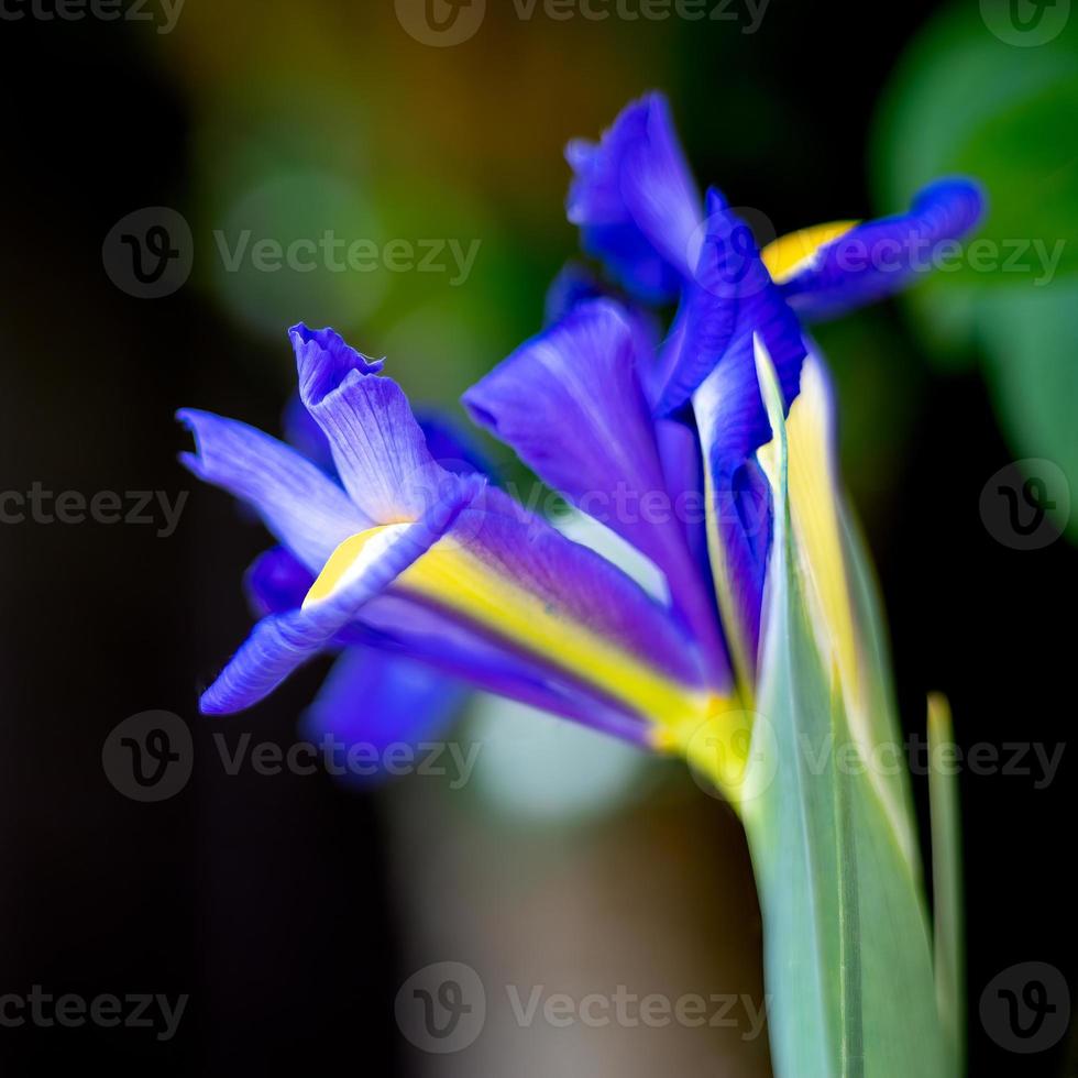 iris fiore che sboccia in primavera in un giardino inglese foto