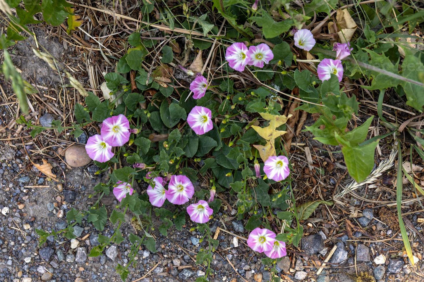 campo convolvolo fioritura da una strada vicino a ardingly foto