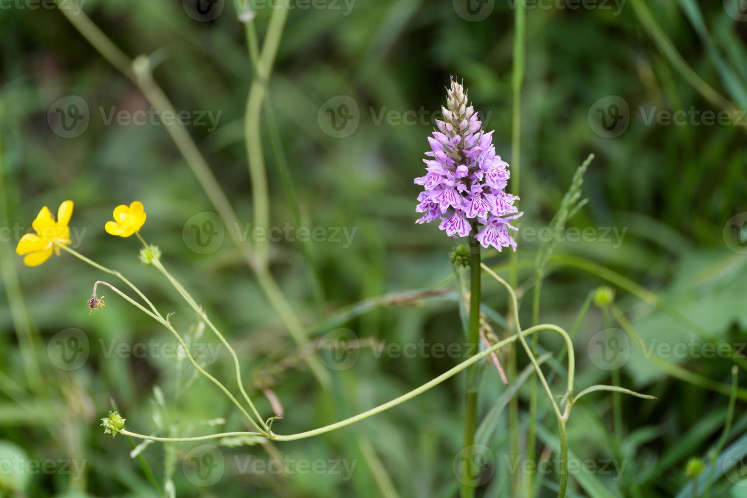 orchidea macchiata di brughiera che fiorisce in primavera foto