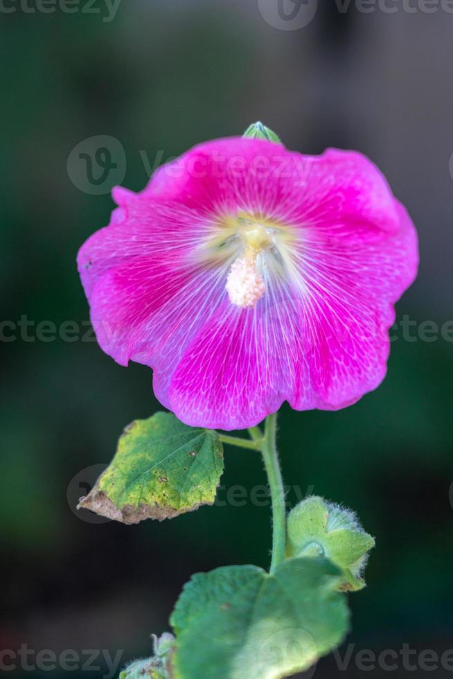 ibisco rosa che fiorisce in romania foto