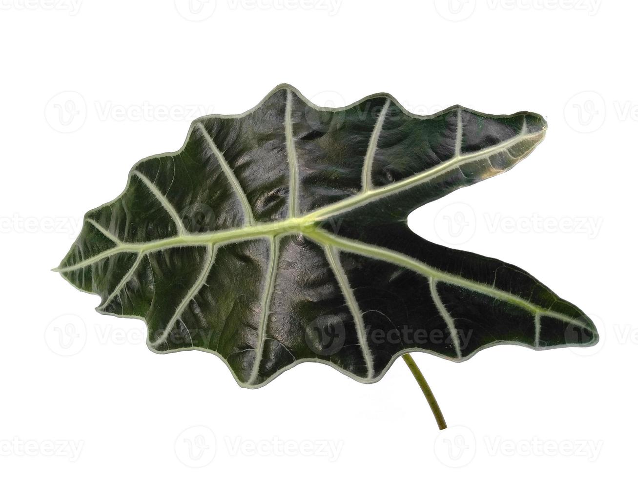 foglie di anthurium cristallinum o foglie di alocasia isolate su sfondo bianco foto