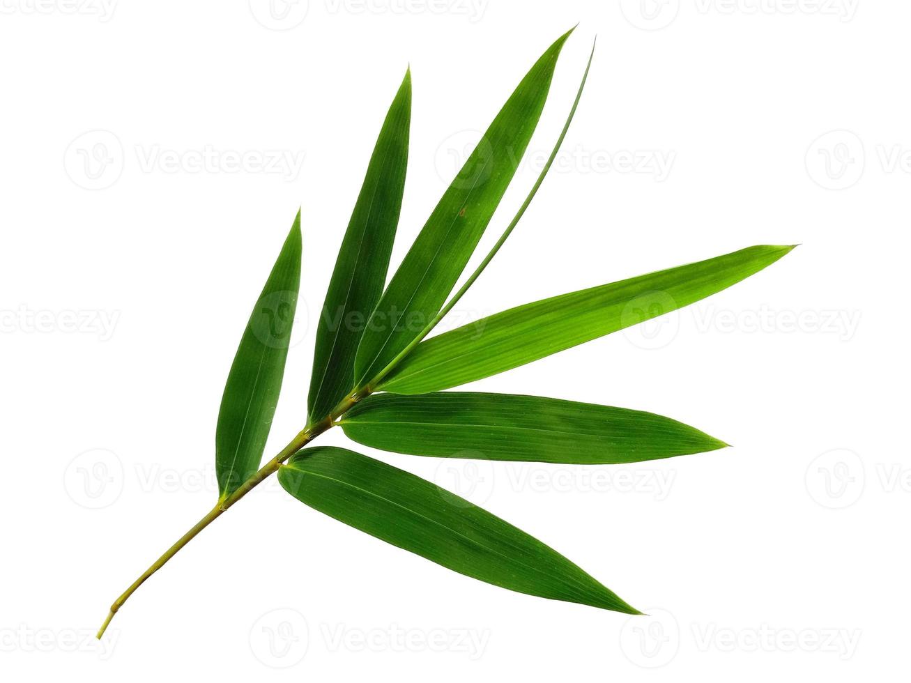foglie di bambù isolate su uno sfondo bianco foto