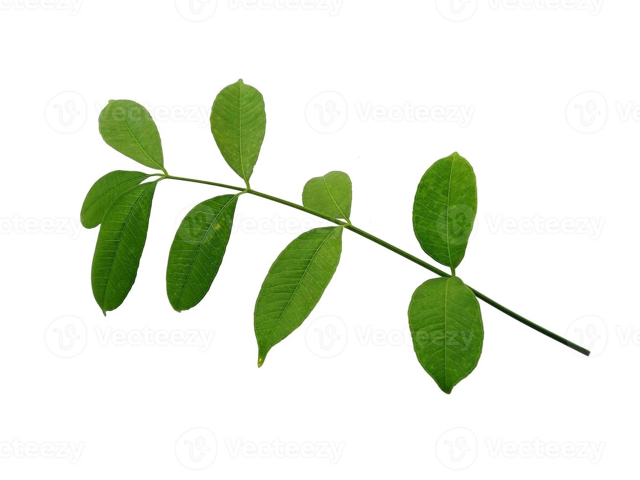 foglie di cemcem isolati su sfondo bianco foto