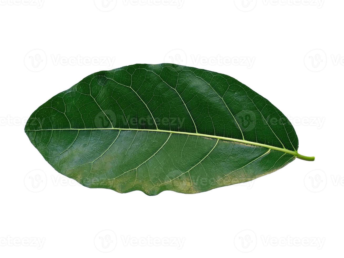 foglie di jackfruit verde su sfondo bianco foto