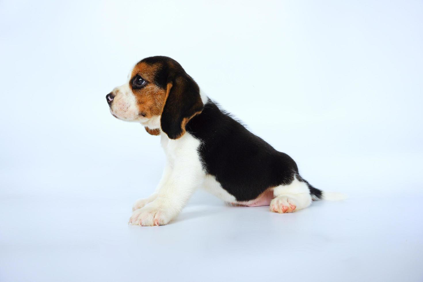 adorabile beagle tricolore su schermo bianco. i beagle sono usati in una serie di procedure di ricerca. l'aspetto generale del beagle ricorda un foxhound in miniatura. i beagle hanno un naso eccellente. foto