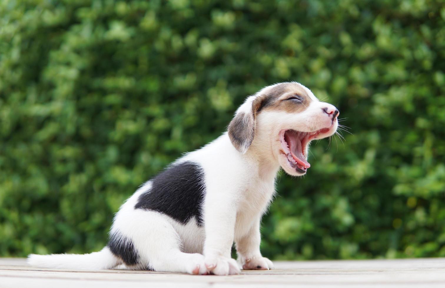 simpatico cucciolo di beagle di un mese seduto sul pavimento verde e in attesa. l'immagine ha spazio per la copia per pubblicità o testo. i beagle hanno un naso eccellente. foto