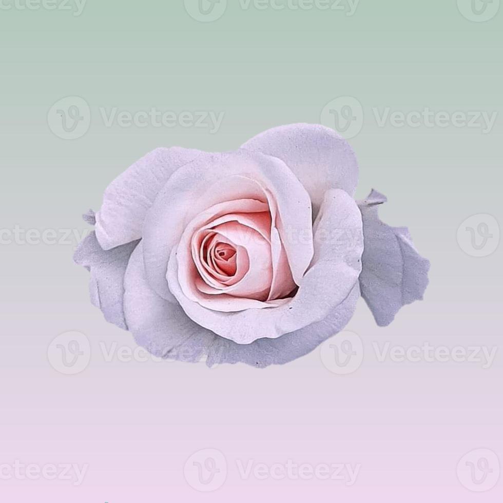 fiore di rosa in fiore primaverile foto