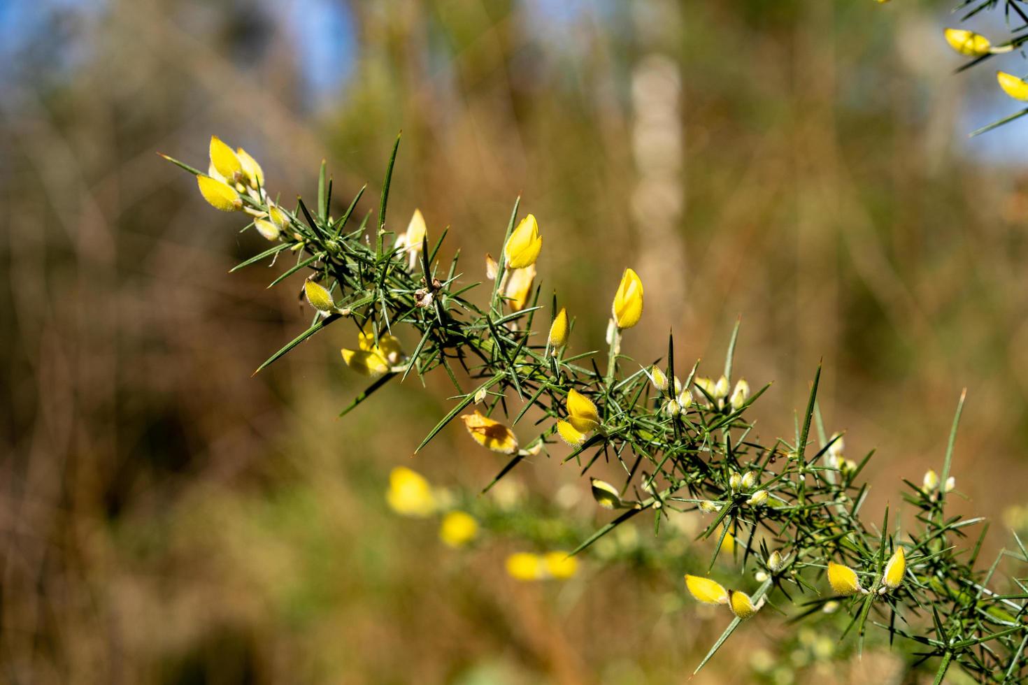 fiori selvatici nella foresta foto