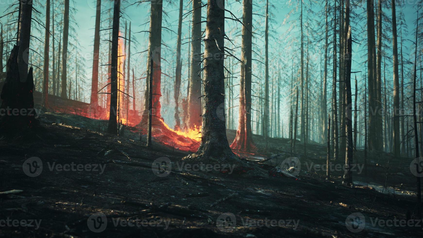 incendi brucia terra nella foresta foto