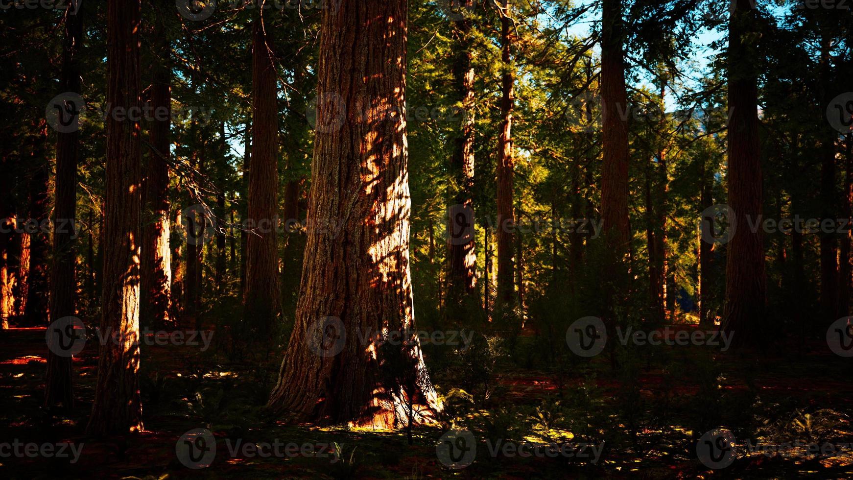 alberi di sequoia giganti che torreggiano sopra la terra nel parco nazionale di sequoia foto