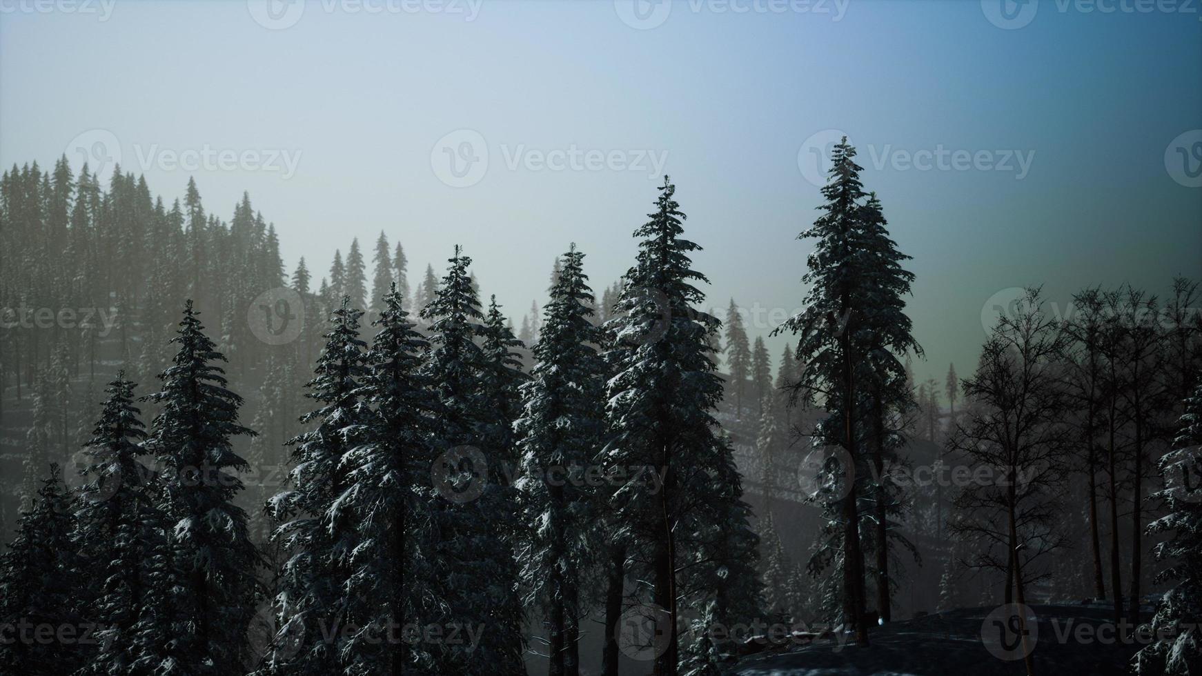 foresta di abeti in una giornata nebbiosa foto