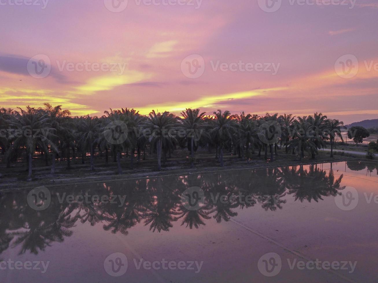 tramonto della piantagione di palma da olio foto