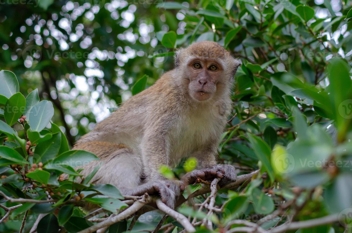 la scimmia mangia la frutta sugli alberi. foto