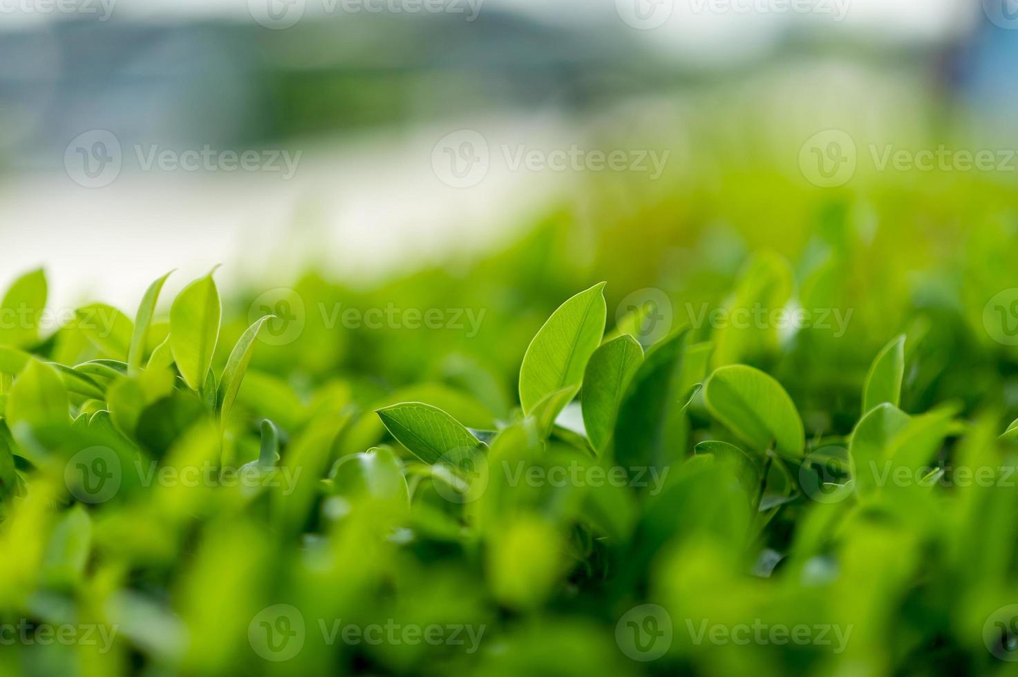 Le Migliori Foglie Di Tè Verde Con Foglie Di Tè Morbide Idee Di Viaggio Nella Natura Con Spazio Di Copia foto