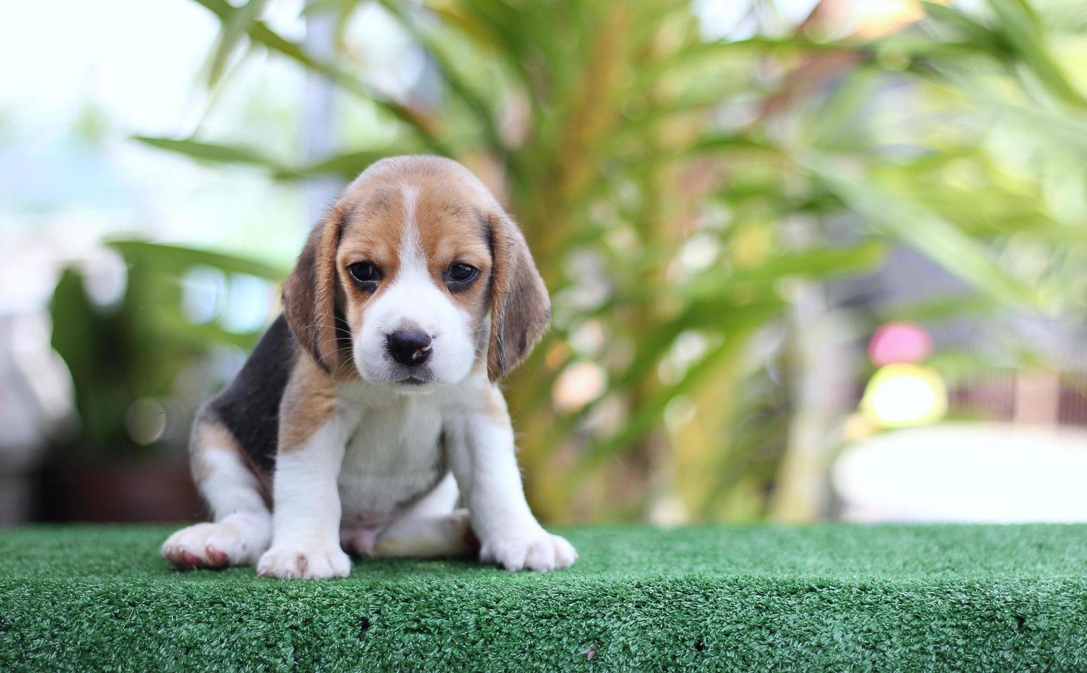 adorabile beagle tricolore su schermo bianco. i beagle sono usati in una serie di procedure di ricerca. l'aspetto generale del beagle ricorda un foxhound in miniatura. i beagle hanno un naso eccellente. foto