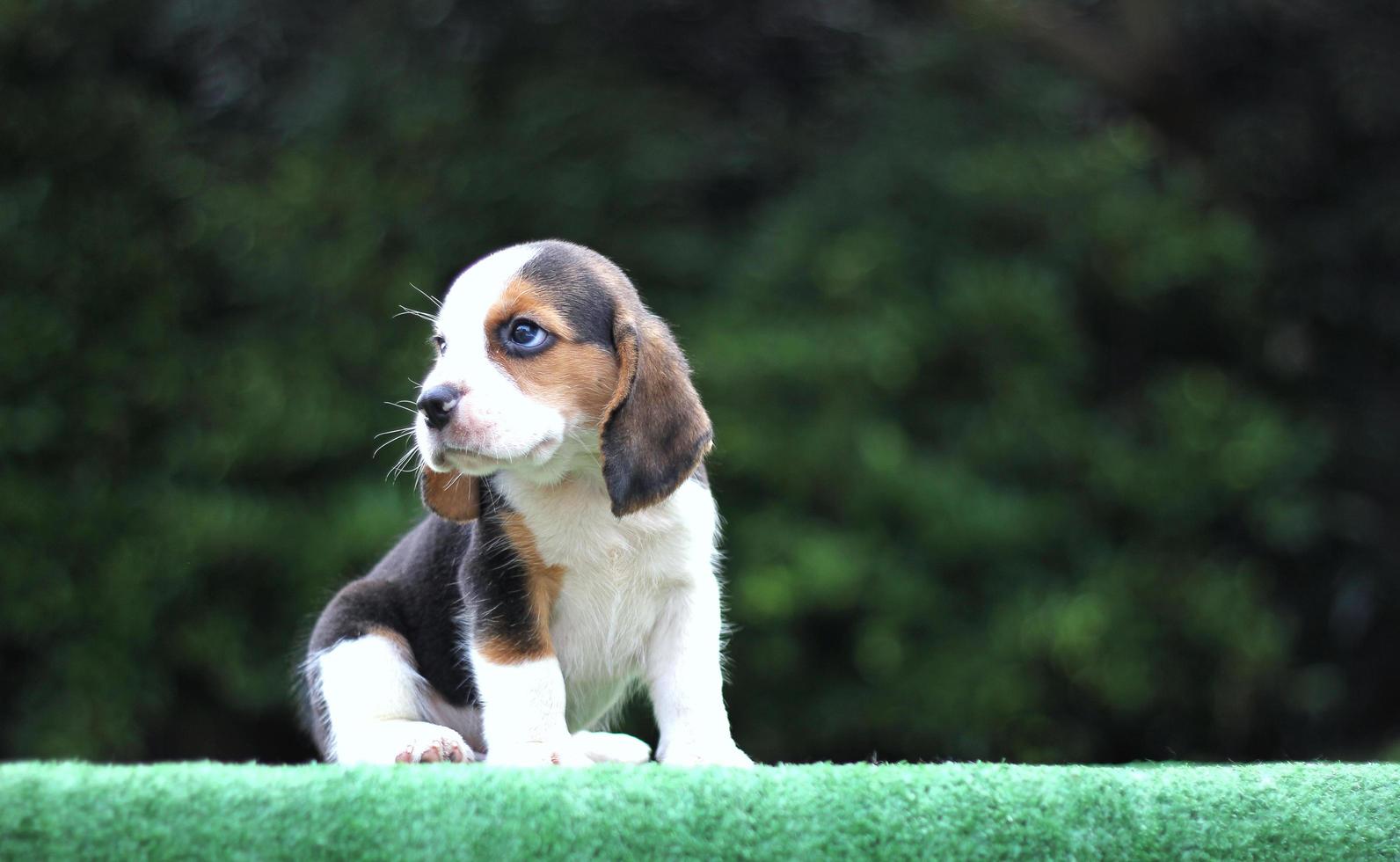 adorabile beagle tricolore su schermo bianco. i beagle sono usati in una serie di procedure di ricerca. l'aspetto generale del beagle ricorda un foxhound in miniatura. i beagle hanno un naso eccellente. foto