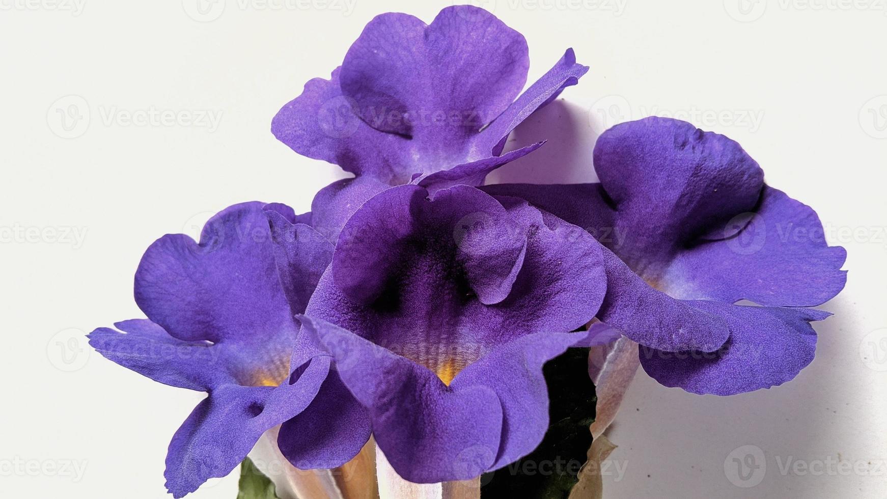 sfondo fotografico di bellissimi fiori viola foto