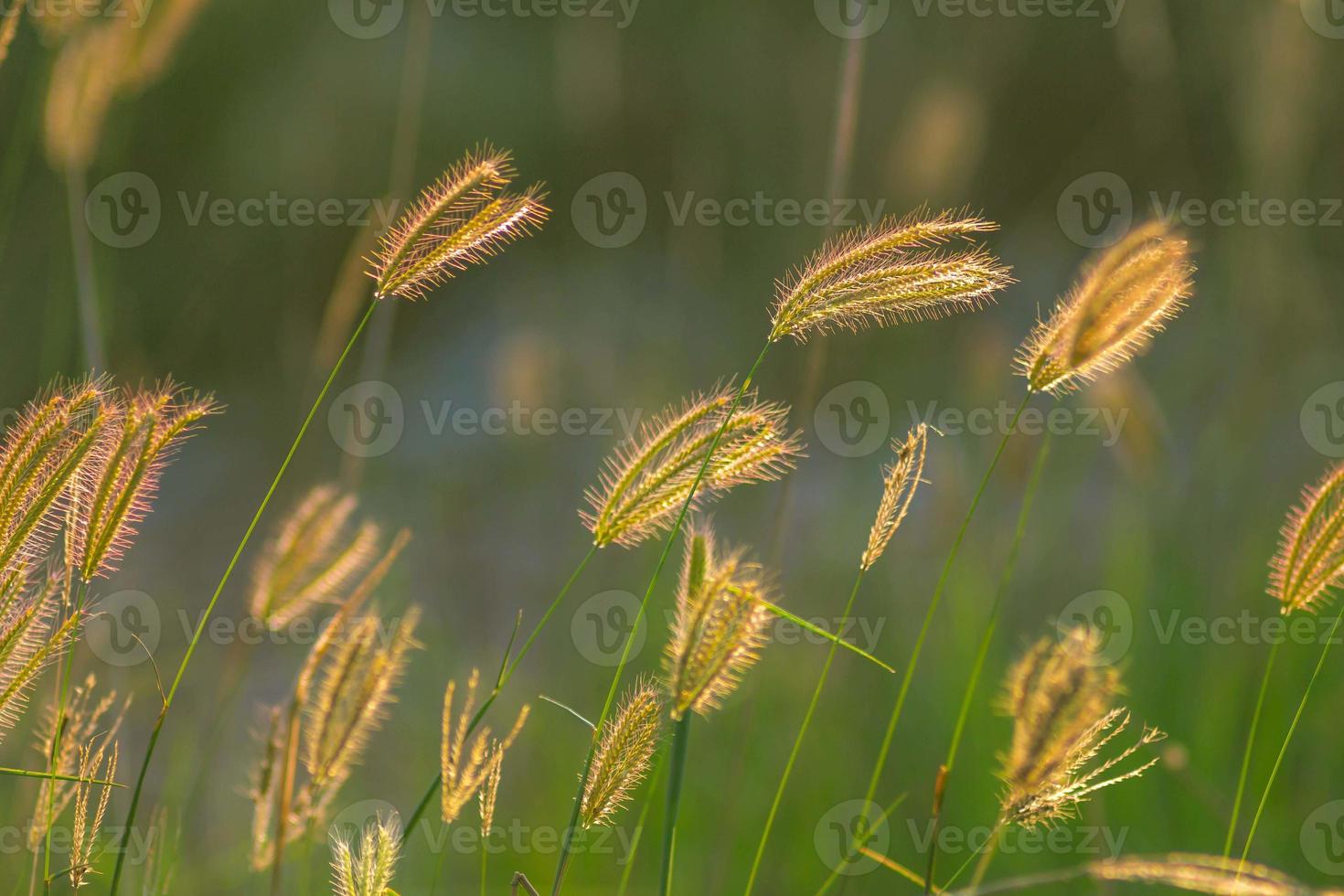 soft focus del bellissimo fiore di erba tropicale in natura foto