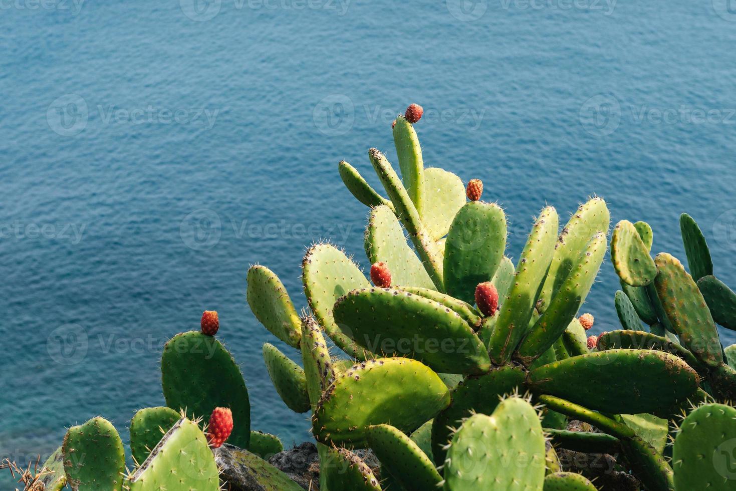 coppia matura cactus spinato e frutta contro l'acqua foto