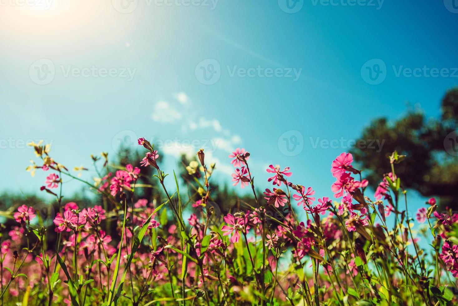 campi di fiori rosa al sole. foto