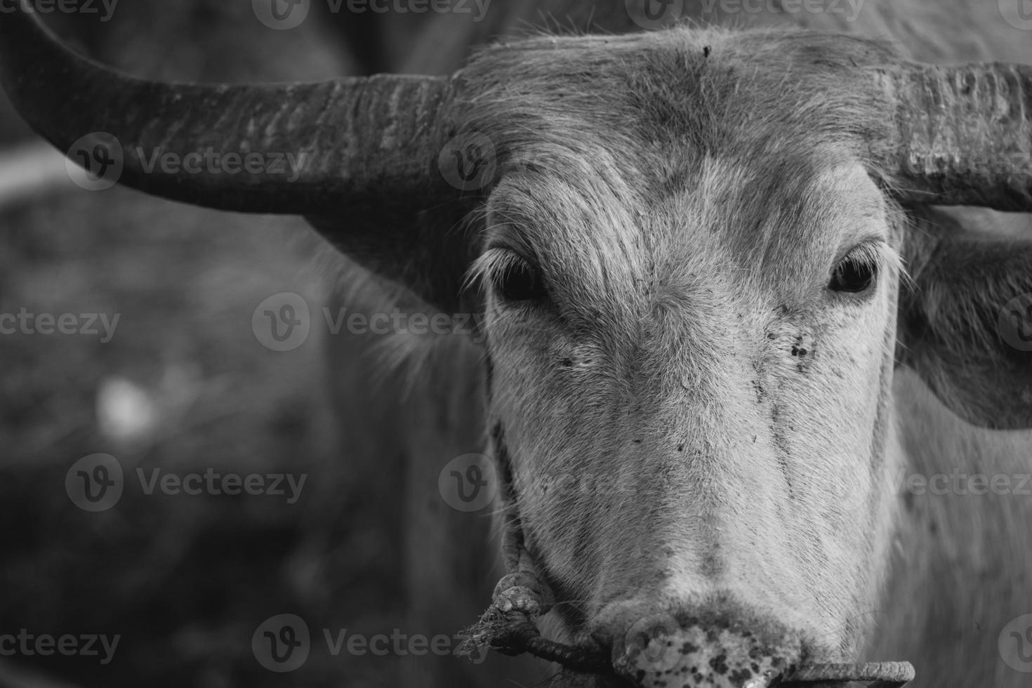 testa di bufalo asiatico bianco. primo piano testa di bufalo bianco. concetto di animale foto