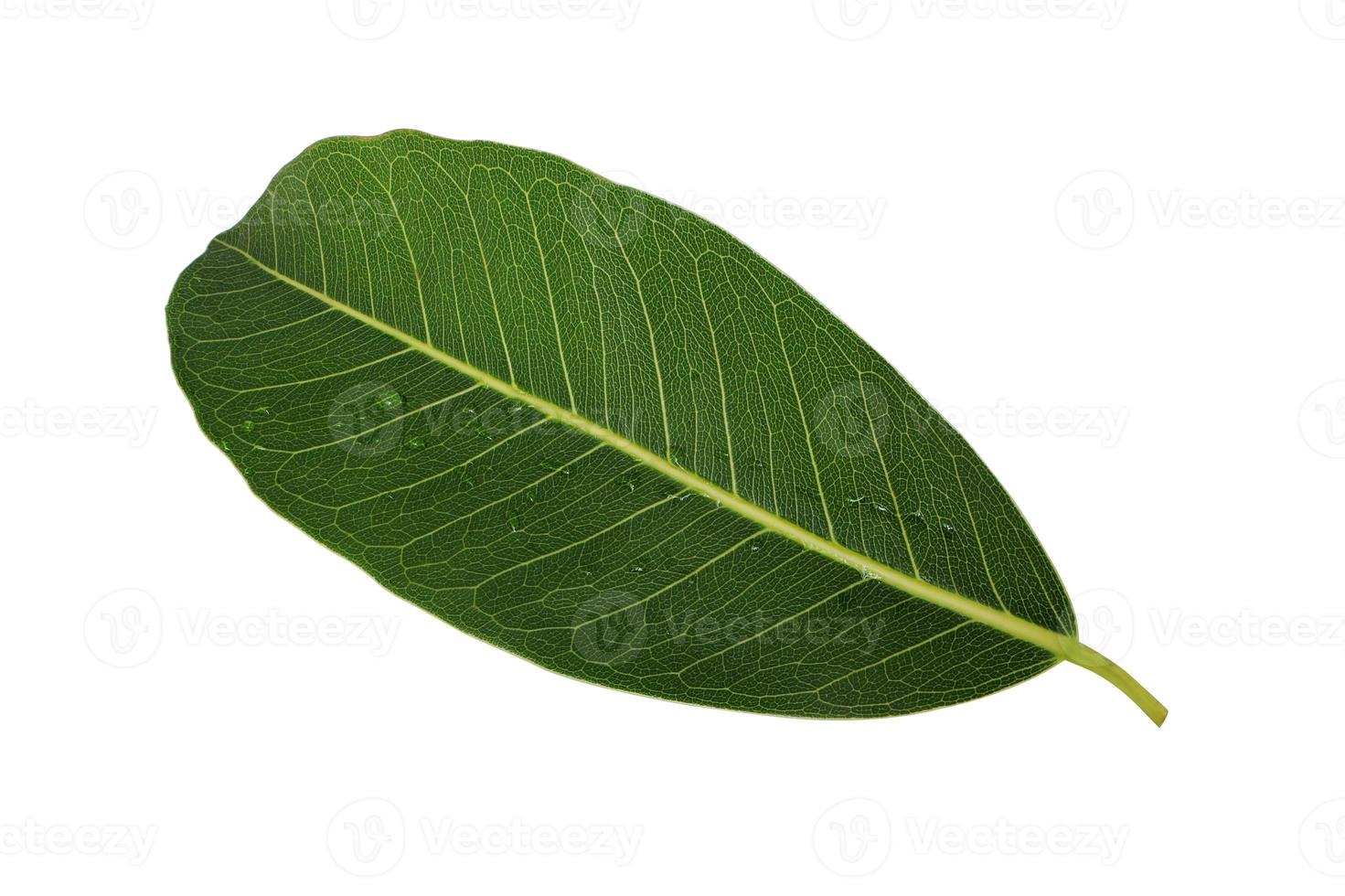 bella struttura a foglia verde con goccioline d'acqua isolate su sfondo bianco con tracciato di ritaglio. motivo a foglie naturali. foto