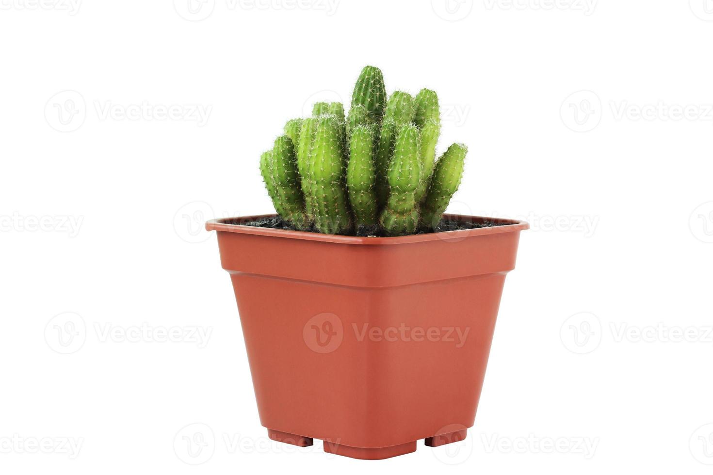 vista frontale del cactus in vaso su sfondo bianco. foto