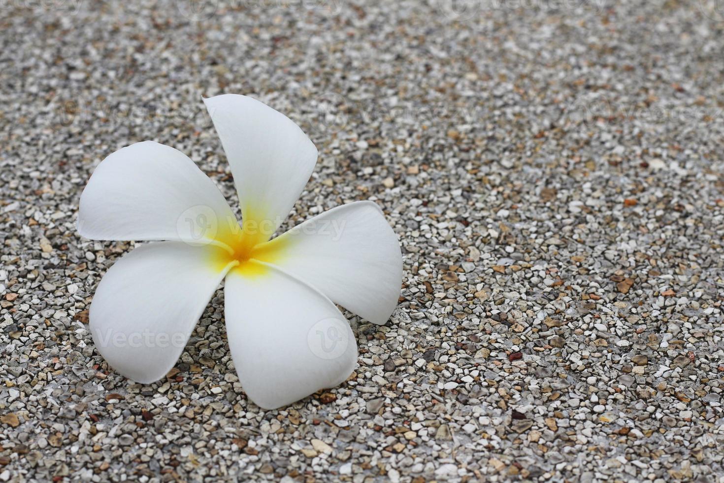 bellissimi fiori di frangipani o plumeria sul pavimento di cemento del giardino. foto