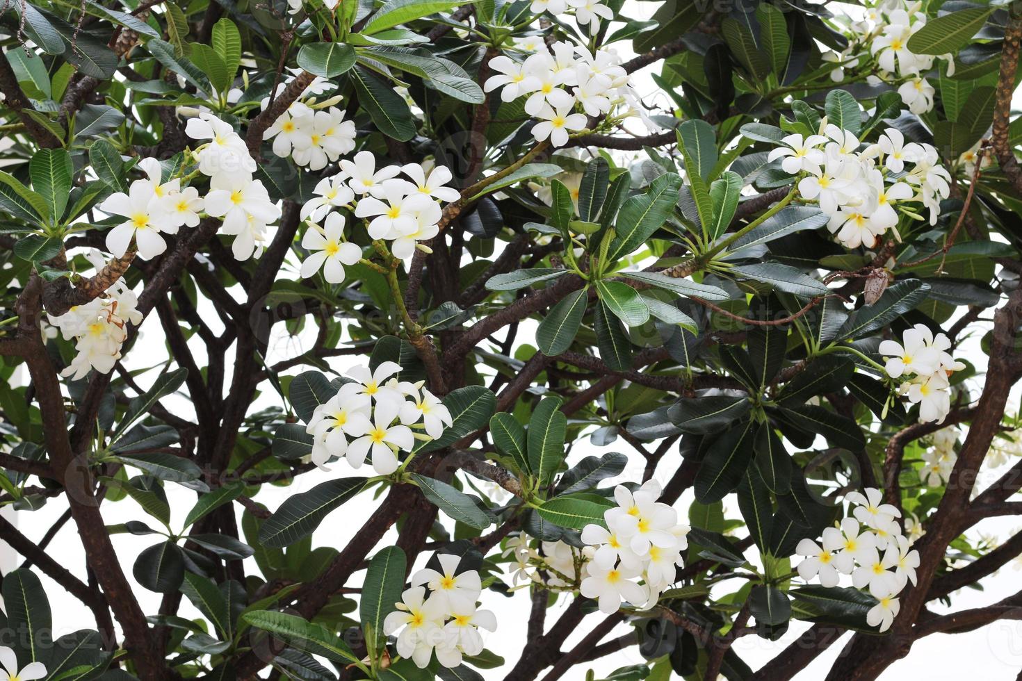 bellissimi fiori di frangipani o plumeria con foglia verde sull'albero nel giardino. foto