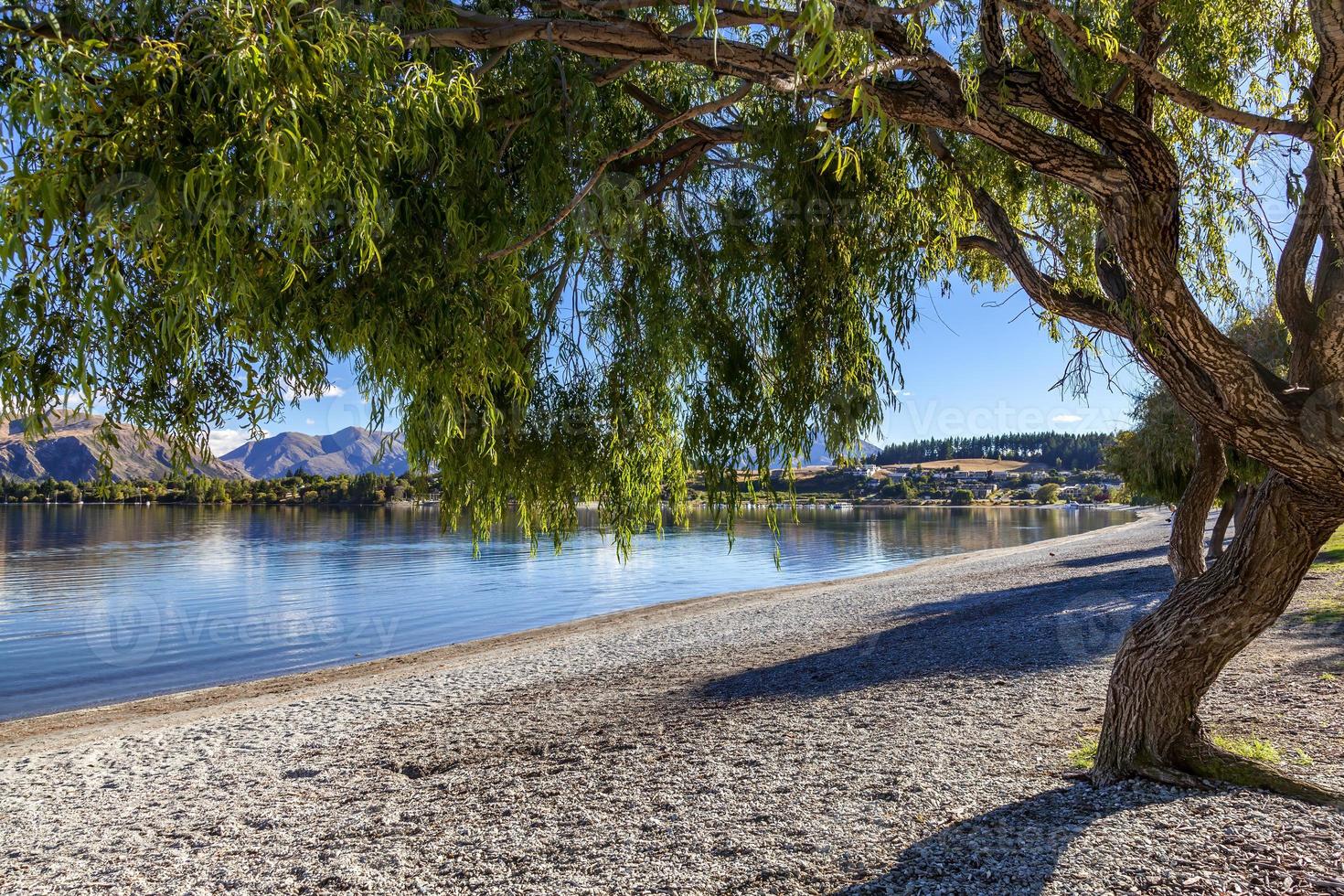 salice piangente sulla riva del lago wanaka foto