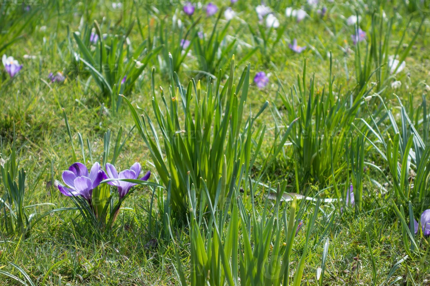 crochi che fioriscono in primavera tra i narcisi foto