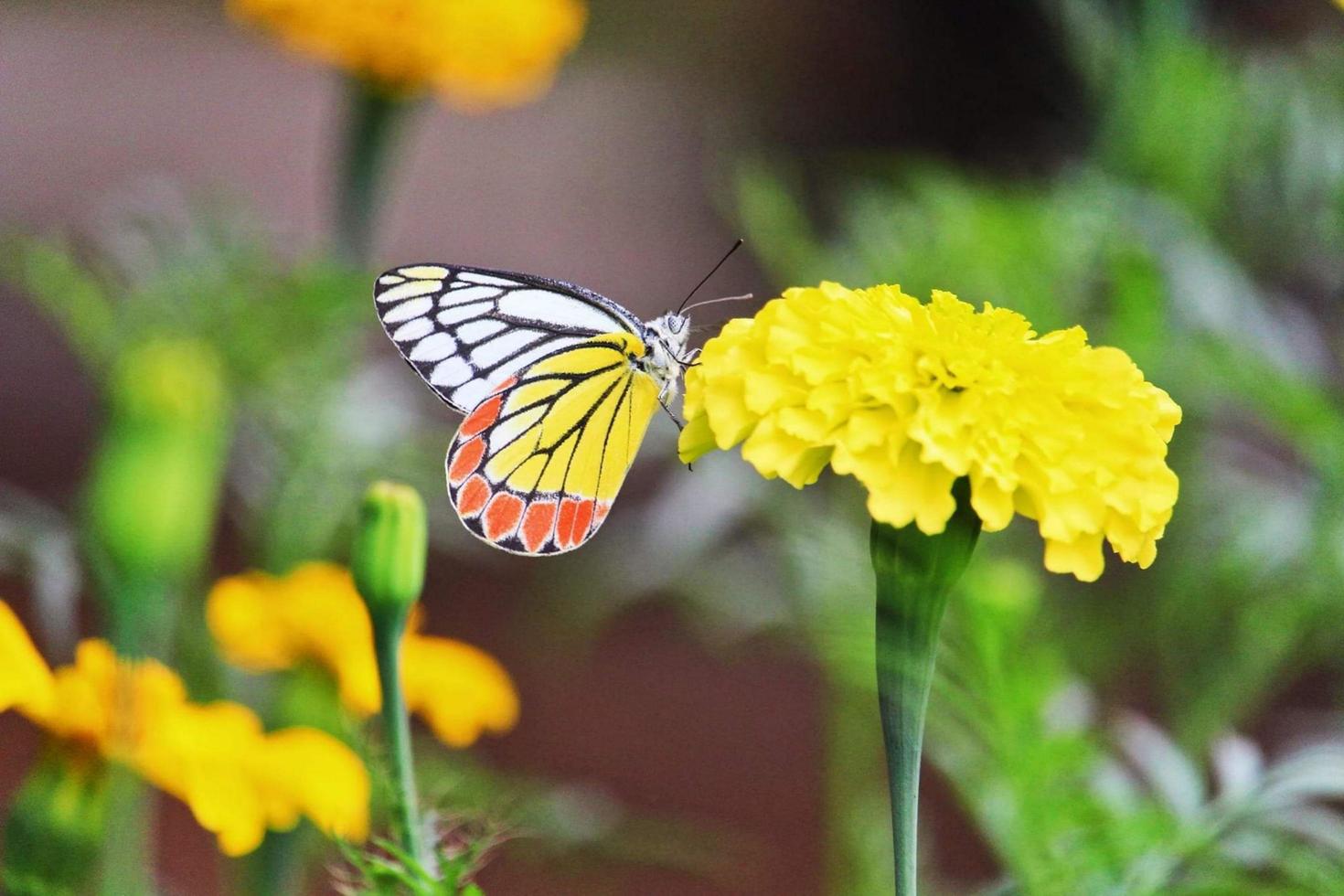 farfalla seduta su un fiore di calendula foto