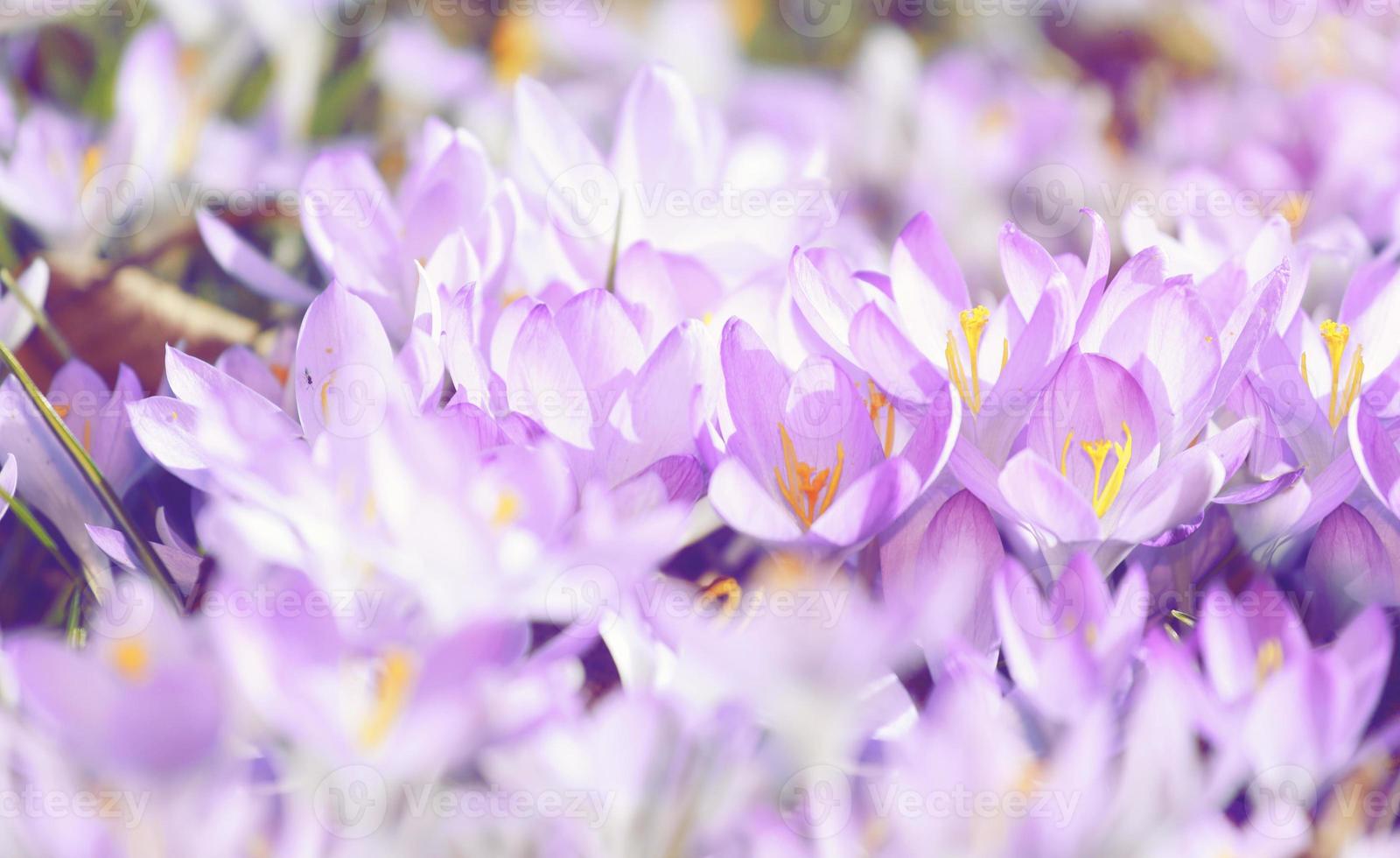 fiori di croco viola in fiore in una messa a fuoco morbida in una soleggiata giornata primaverile foto