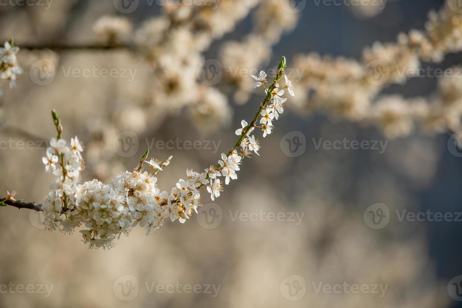 ciliegio in fiore foto