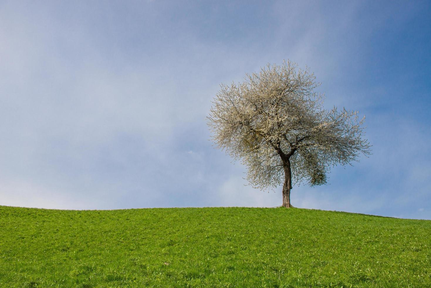 albero con fiori di ciliegio foto