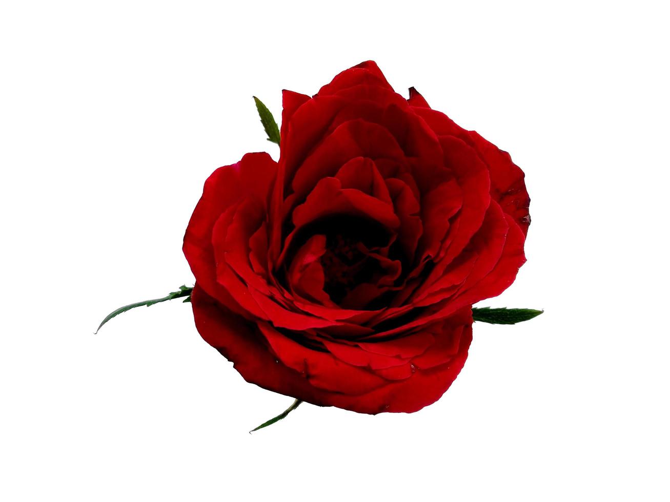 rosa rossa isolato su sfondo bianco foto