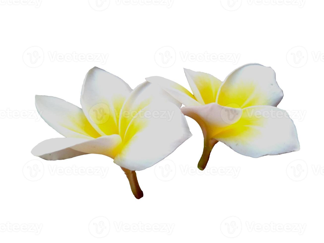 plumeria bianca o fiore di frangipani isolato su sfondo bianco foto