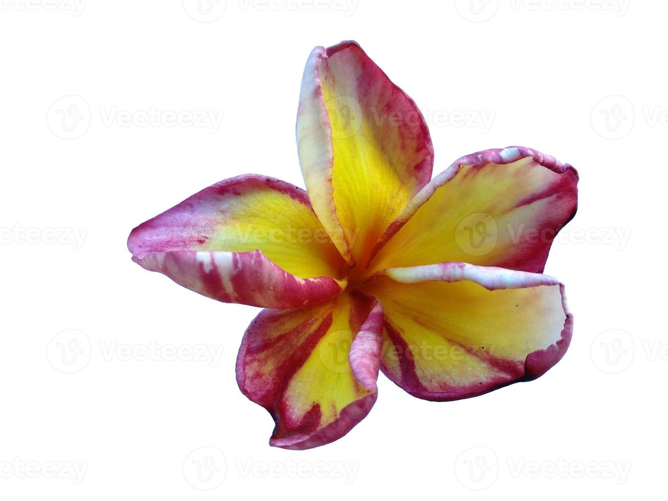 plumeria o fiore di frangipani isolato su sfondo bianco foto