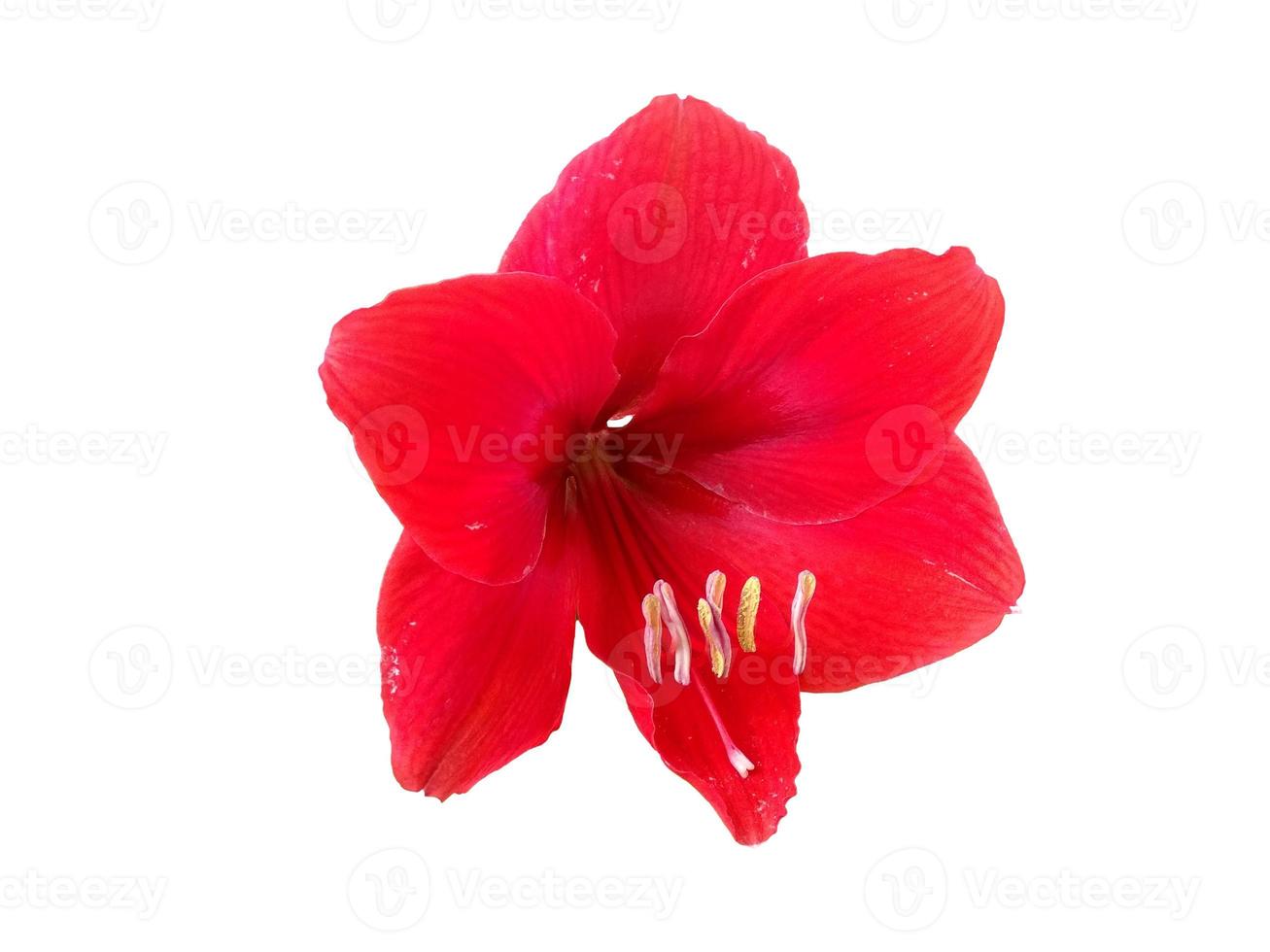 fiore di amarillide rosso isolato su sfondo bianco foto