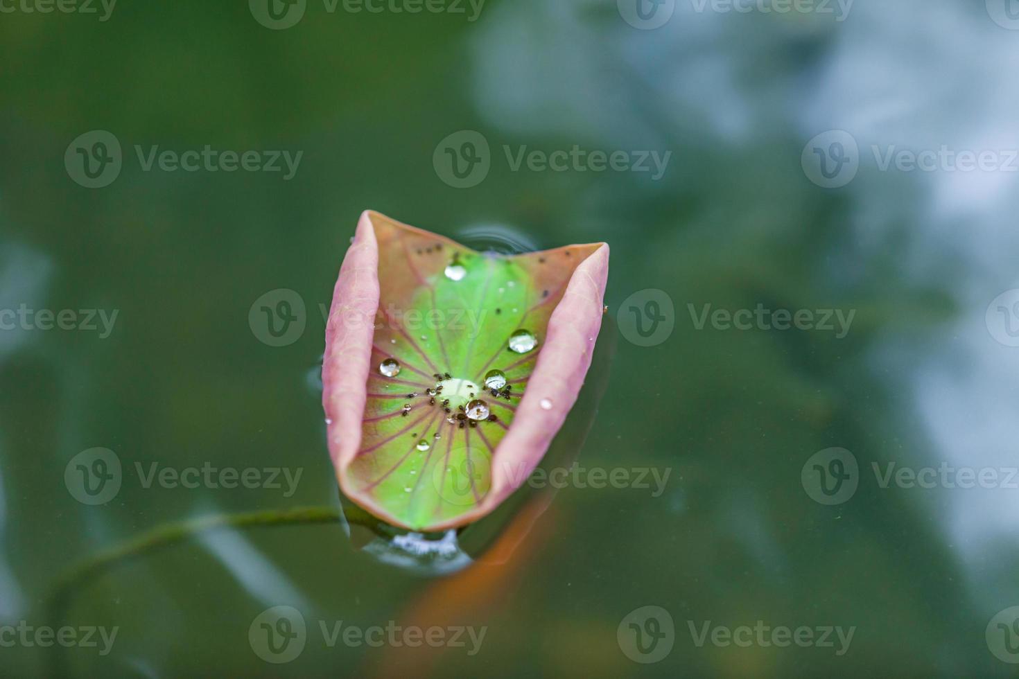 gocce d'acqua sulla foglia di loto foto