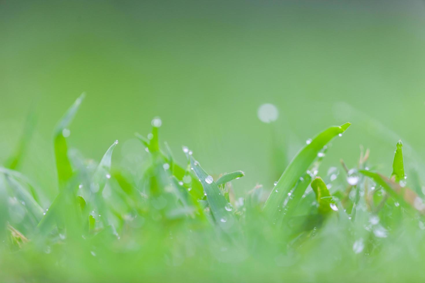 erba fresca verde con gocce d'acqua foto