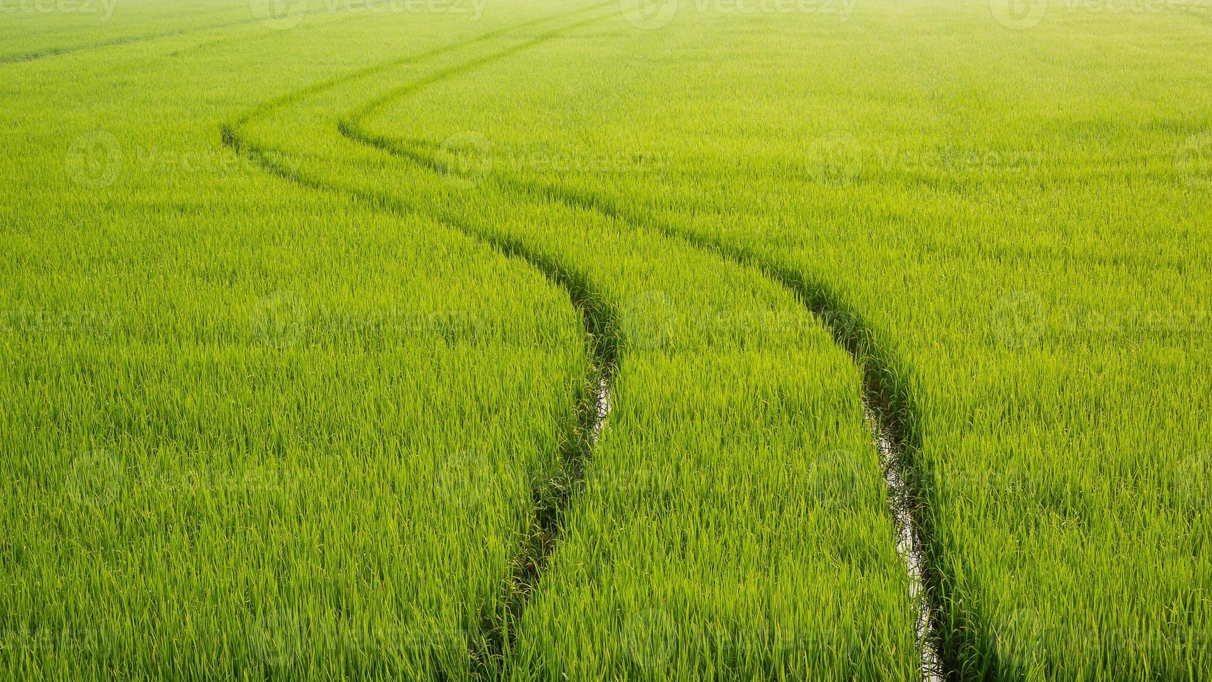 linea di pista curva del trattore di spruzzatura dopo aver spruzzato il fertilizzante completamente in una risaia verde al mattino foto