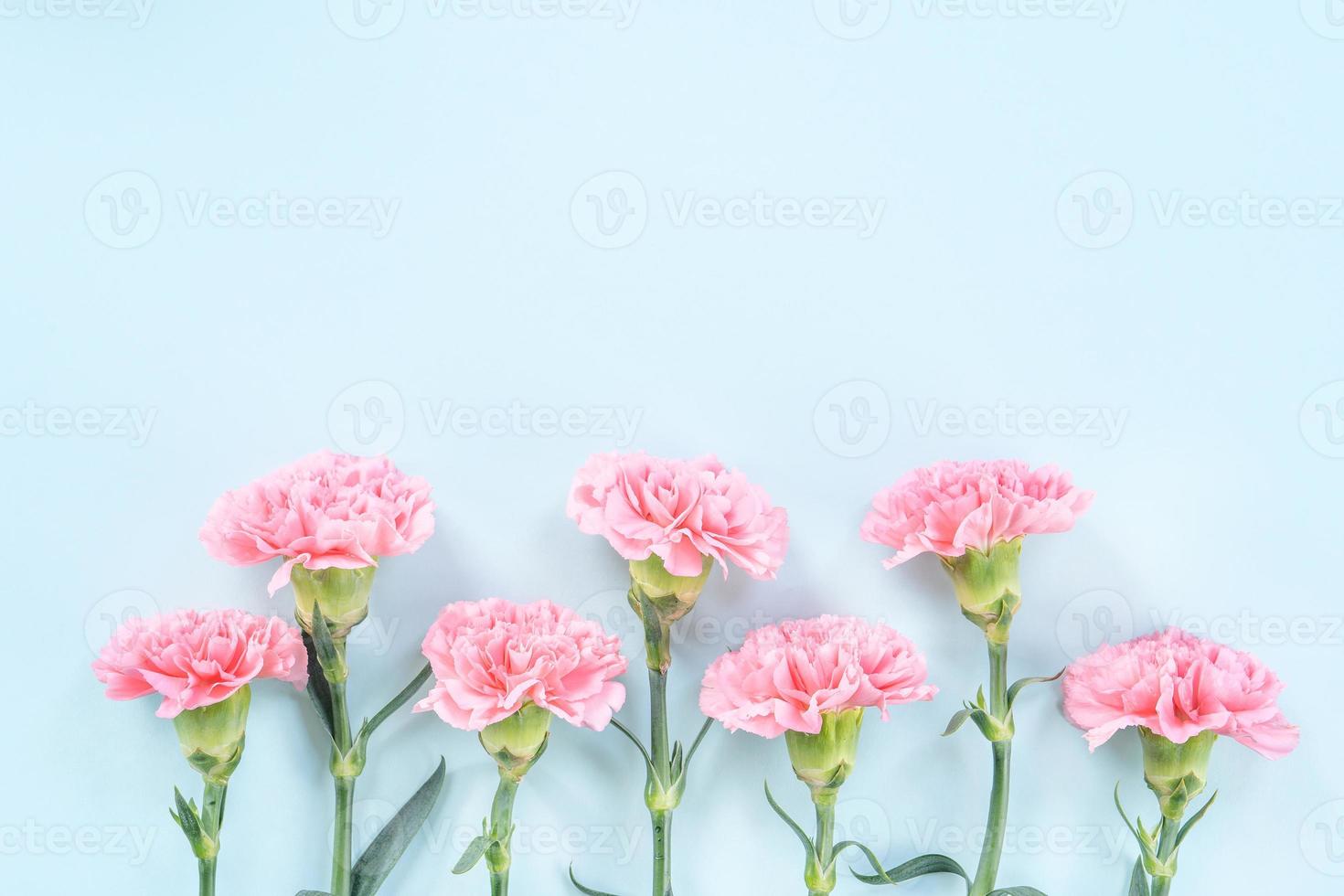 bellissimi garofani rosa in fiore isolati su sfondo azzurro brillante, copia spazio, distesi, vista dall'alto, modello, idea per la festa della mamma fotografia concettuale foto