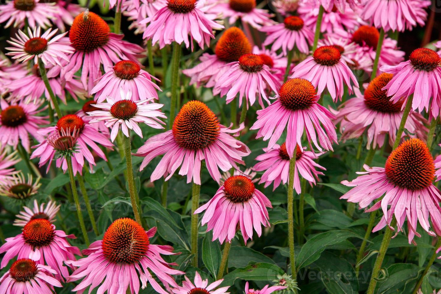 una massa di fiori di echinacea foto