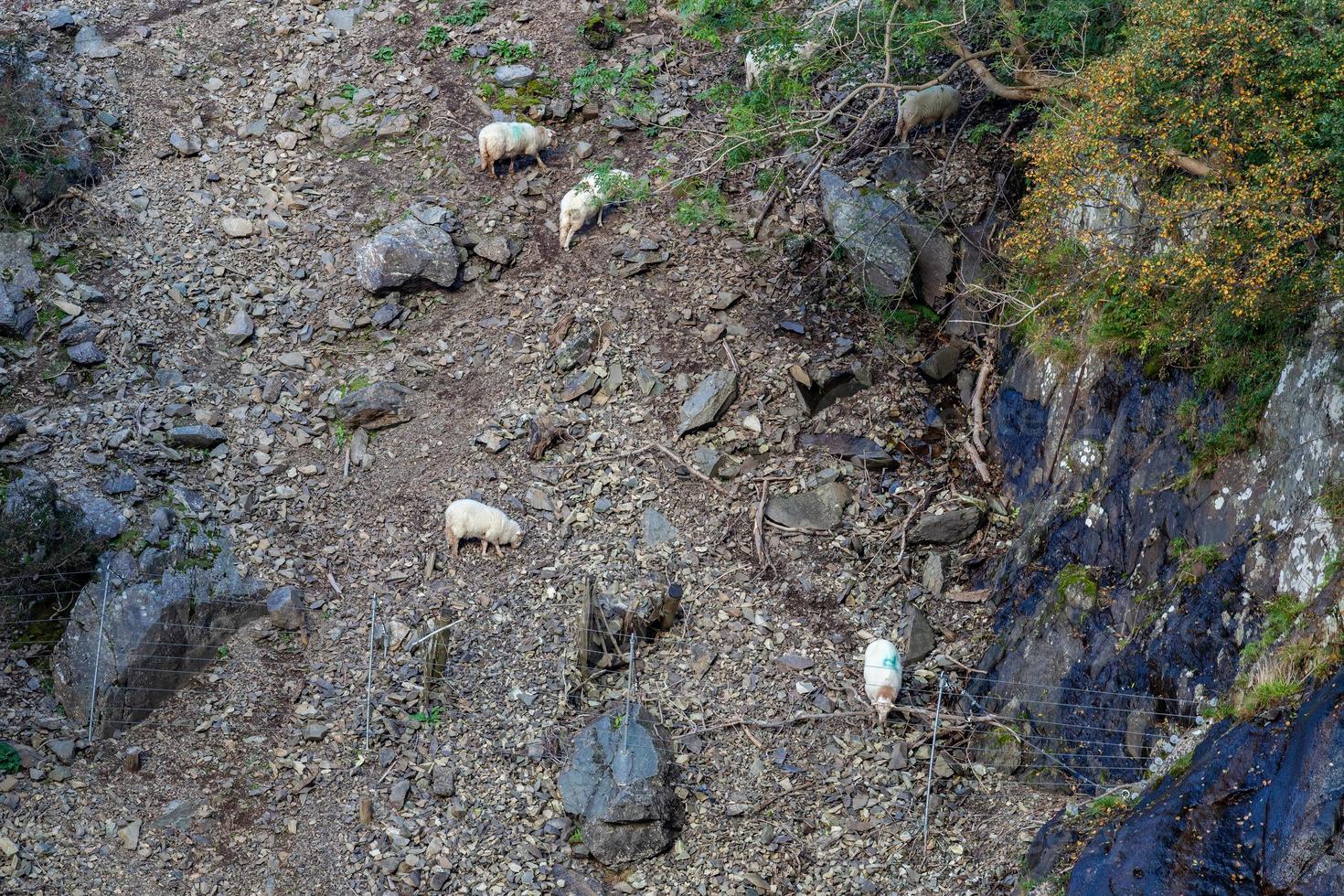 pecore sul lato di una montagna in galles foto