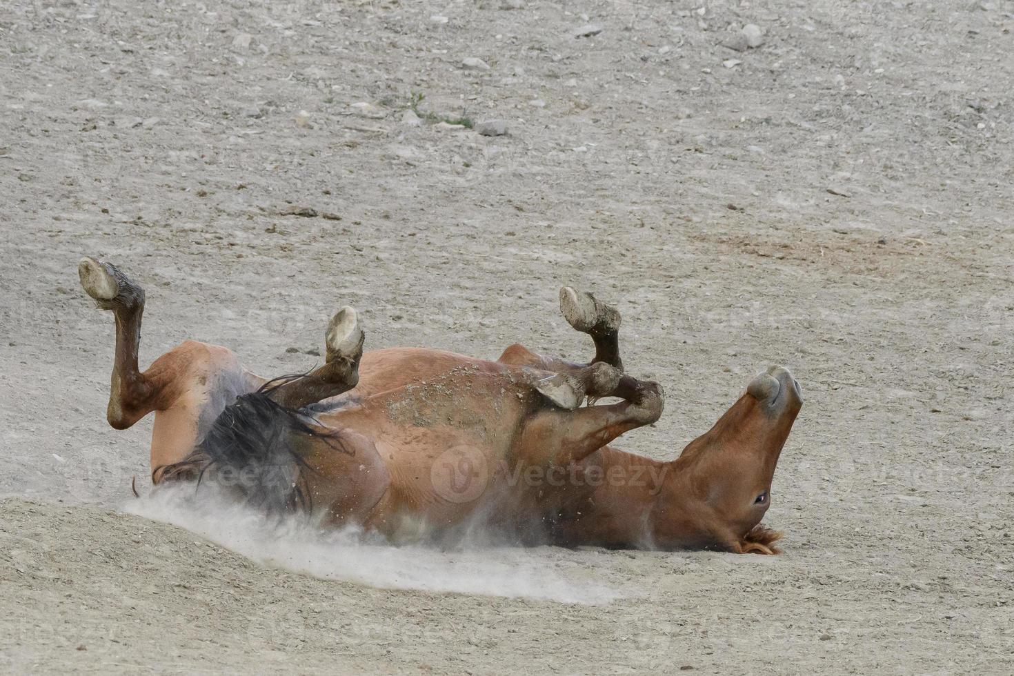 cavalli mustang selvaggi in colorado foto