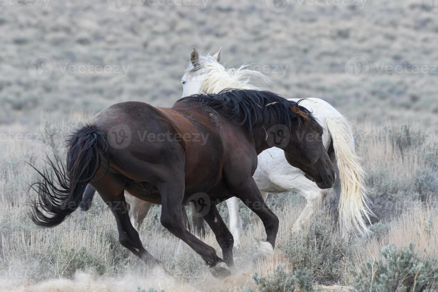 cavalli mustang selvaggi in colorado foto