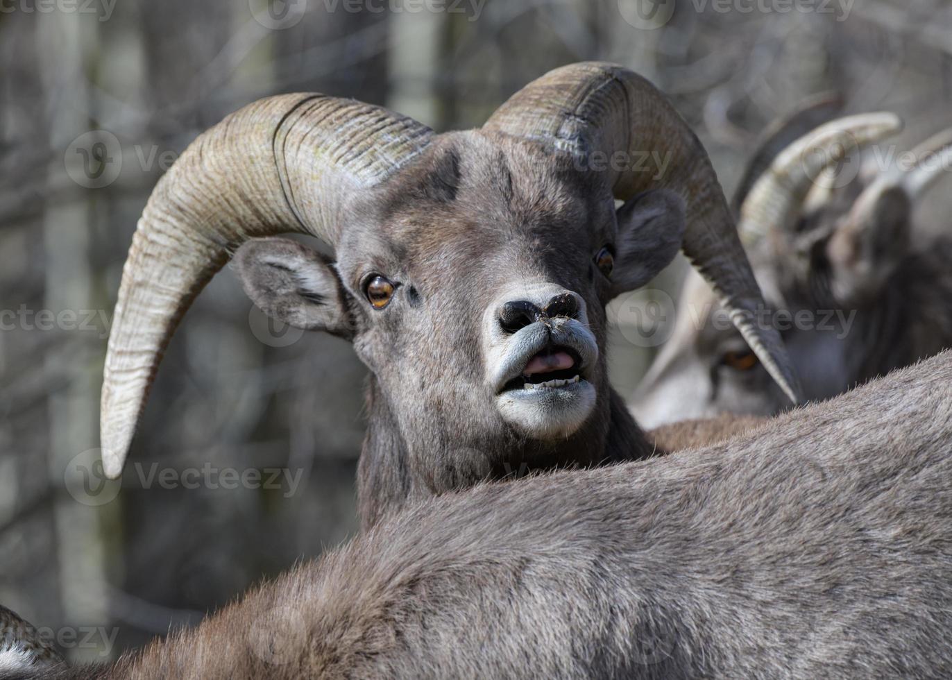 pecore bighorn della montagna rocciosa del colorado foto