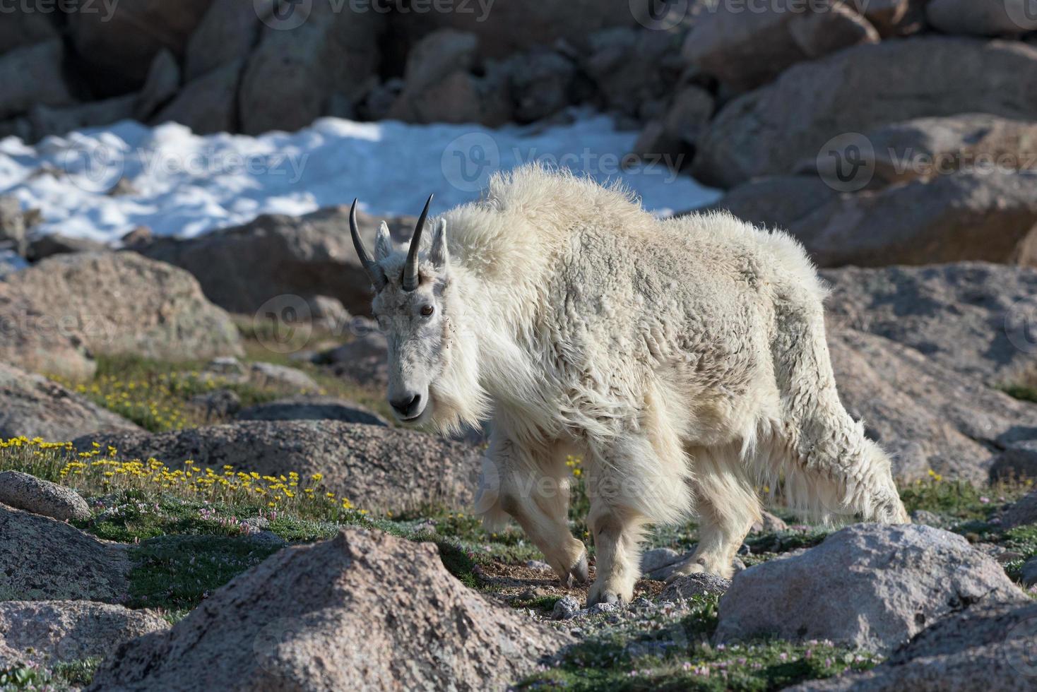 capre di montagna selvatiche delle montagne rocciose del Colorado foto